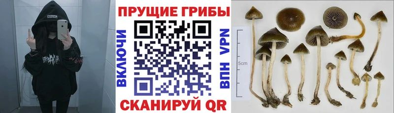 Галлюциногенные грибы Cubensis  Купить где  Щёлкино 